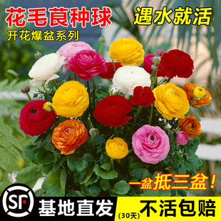 耐寒花毛茛洋牡丹盆栽重瓣种球根花苗种子室内外四季植物花卉