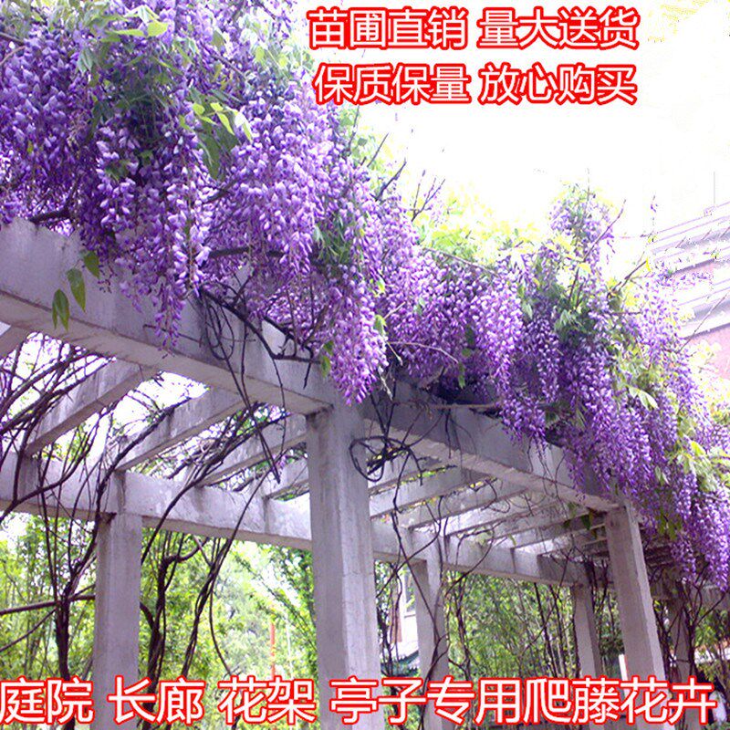 庭院攀援植物爬藤植物紫藤苗紫藤树苗盆栽紫藤花苗紫腾萝花苗