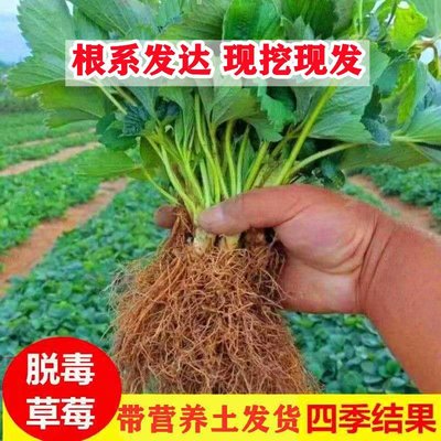 四季草莓苗奶油红颜草莓秧大棚种植草莓盆栽当年结果新苗带土果苗