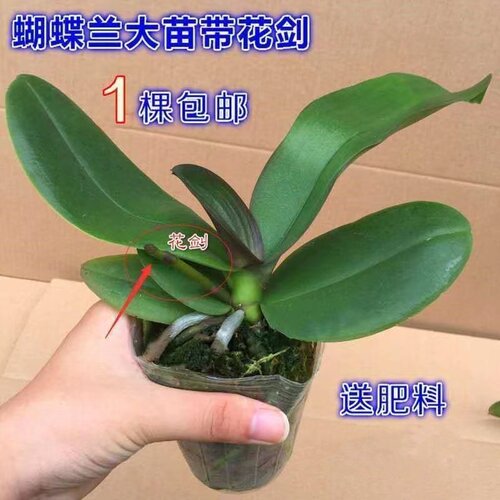蝴蝶兰盆栽带花剑40天开花四季开