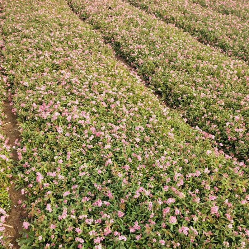 绣线菊花苗庭院耐寒粉花金山绣线菊工程园林绿化苗金焰绣线菊小苗图片