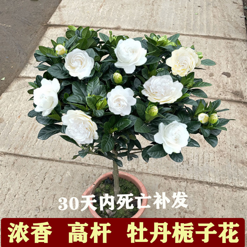 四季大花重瓣大叶牡丹栀子花盆栽树苗独杆栀子花浓香型阳台客厅养