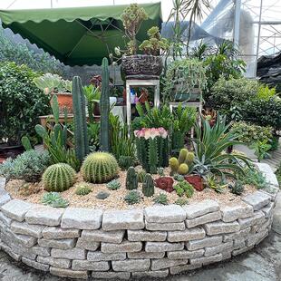 仙人科龙舌兰金琥球沙漠多肉植物耐晒干旱花园庭院造景盆栽沙漠景