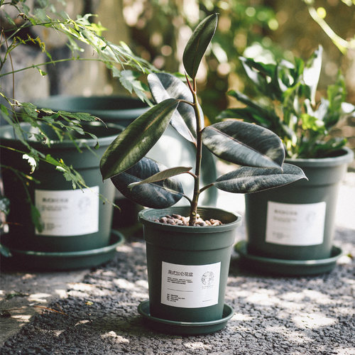 种绿萝多肉1/2/3/4植物专用圆形