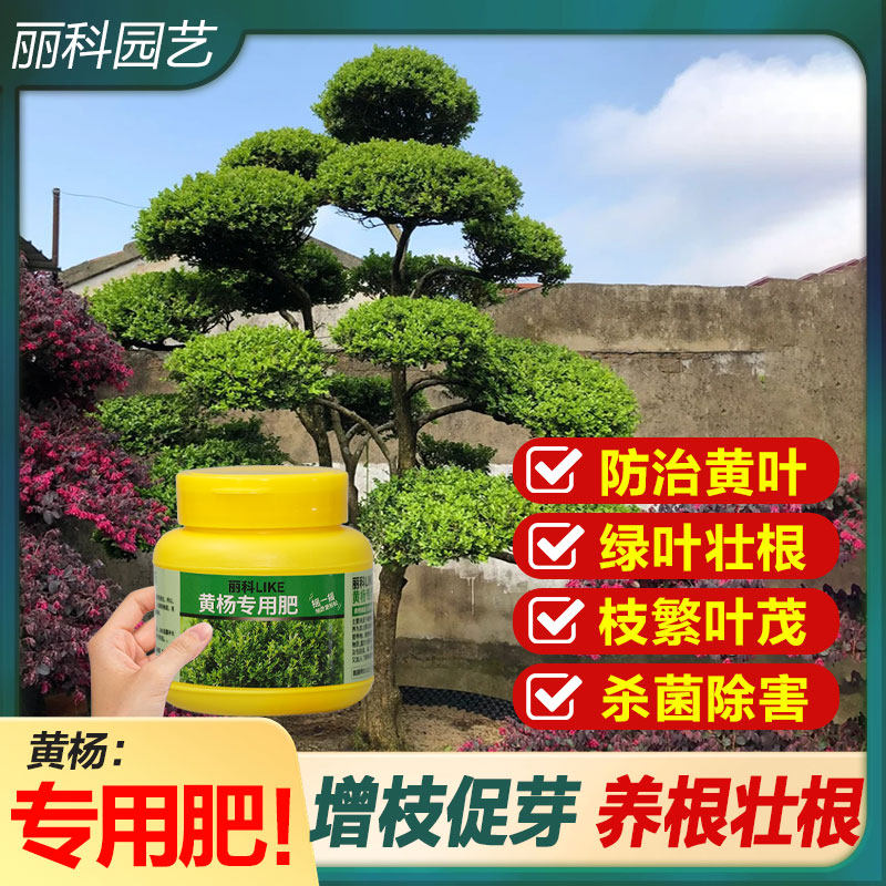 黄杨专用肥花肥家用盆栽通用有机肥料植物缓释肥黄杨盆景专用肥