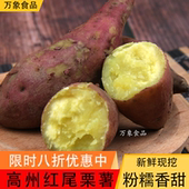 广东高州市红番薯蜜薯粉软糯香甜地瓜农家自种新鲜 红尾板栗薯