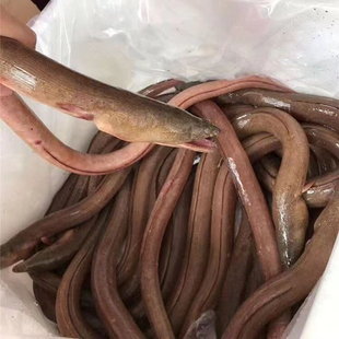 东山岛土龙鳗鱼杜龙现捕鲜活冷冻高品质宴席请客酒店批发包邮