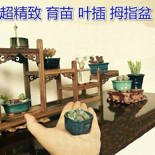 30元包邮紫砂育苗微型袖珍多肉植物拇指小花盆器之韵 - 封面