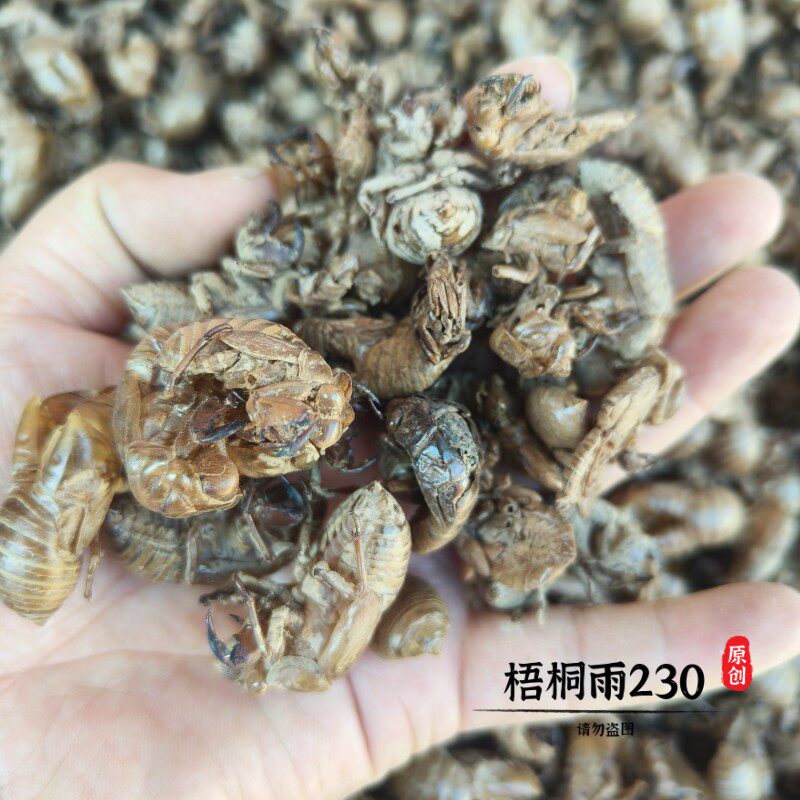 蝉蜕500克 中药材 知了皮 金蝉衣 蝉衣 蝉退 蝉脱包邮