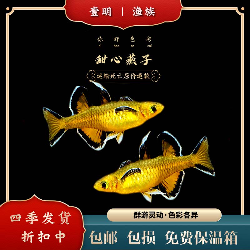 包邮太平洋甜心燕子美人灯鱼霓虹活体观赏鱼小型淡水热带鱼草缸