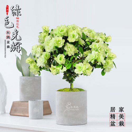 稀少名贵品种比利时杜鹃绿色光辉开重瓣淡绿色花好养易活