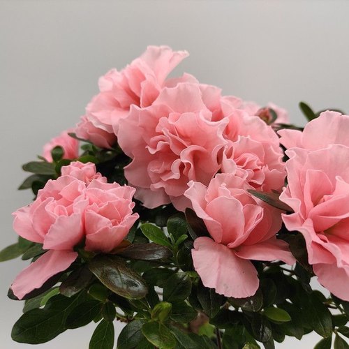 精品小桃红杜鹃开重瓣粉色大朵花带花苞发货