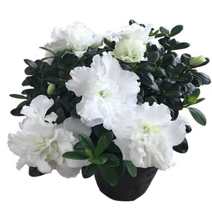 比利时白色杜鹃花纯白色杜鹃带满树花苞少量开花原盆原土发货