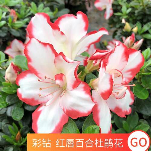 彩钻红唇百合杜鹃带满树花苞发货冠幅35公分含盆高度40公分