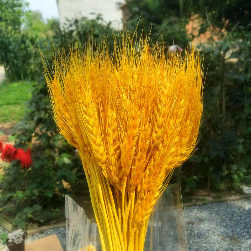 干花小麦稻穗天然麦穗真正麦子大麦杂粮橱窗农家乐装饰拍摄道具