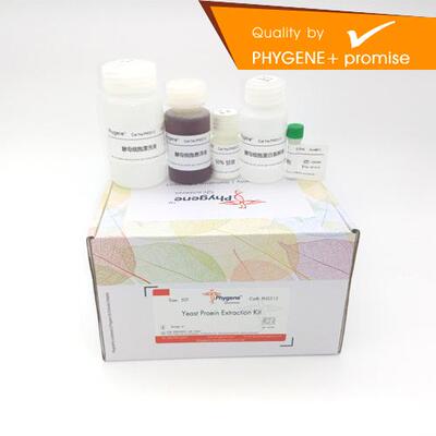 酵母细胞总蛋白提取Phygene