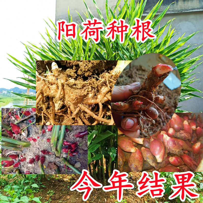 洋荷蔬菜价格 洋荷蔬菜图片 星期三