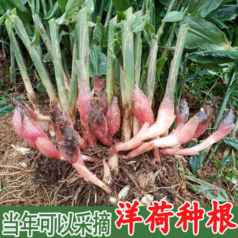 明年结果洋荷种根阳荷姜种根苗恩施茗荷阳台蔬菜根苗洋荷姜种
