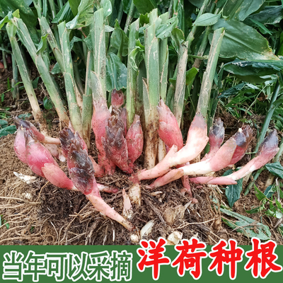 洋荷种根阳荷姜种根苗恩施