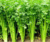 About 300 Celery Seeds