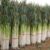 About 100 Green Onions