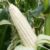 About 8 White Corn Kernels