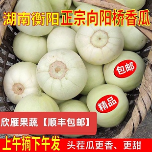 【顺丰包邮】湖南衡阳特产向阳桥香瓜头茬甜瓜新鲜水果小白瓜梨瓜