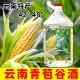云南青包谷酒露酒糯玉米酒5斤云南特色酒苞谷酒嫩苞谷露酒
