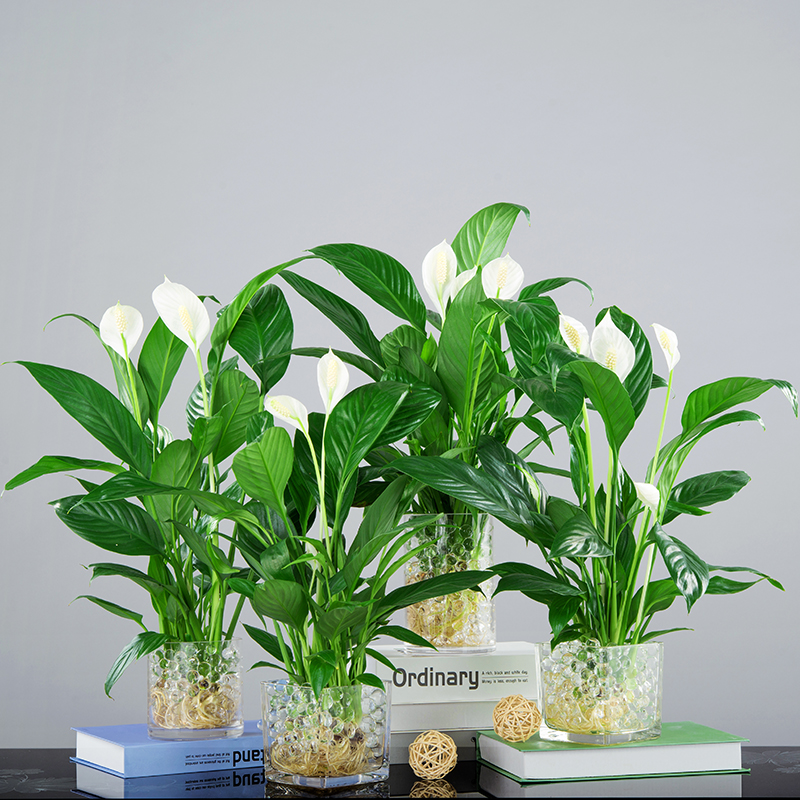 白掌花卉盆栽一帆风顺植物水培四季开花美化办公室内好养绿植盆景