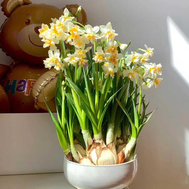 漳州水仙花种球水养水培盆栽植物室内花卉四季开花好养易活大年宵