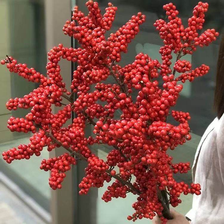进口北美冬青发财红果春节年宵花室内水培插盆栽植物客厅新鲜花卉,鲜花速递/花卉仿真/绿植园艺,时令草本花卉,淘宝优惠券,粉丝福利购,淘宝优惠卷