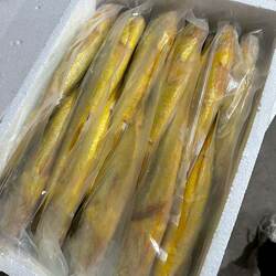 南麂岛深海野性大黄鱼黄花鱼新鲜冷冻活生鲜黄鱼鲞 0.9-1.1斤/条
