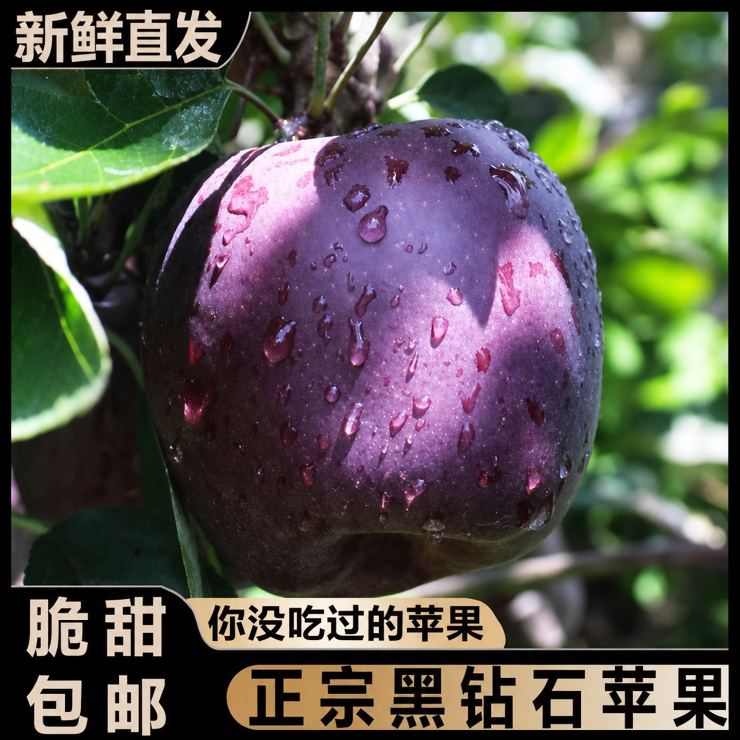 正宗黑钻苹果丨您没吃过的苹果！图片