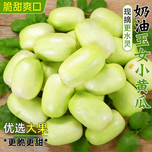 现摘新鲜玉女小黄瓜包邮