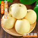 梨河北酥脆整箱9斤现摘脆甜5 包邮 正宗皇冠梨当季 雪梨新鲜水果梨子