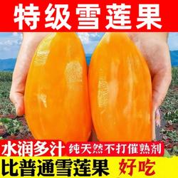 低糖雪莲果新鲜红心特级云南高山红泥沙黄心大果10斤一级长果天山