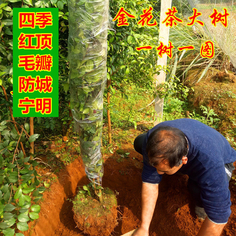金花茶大树四季山茶花庭院盆景盆栽龙州凹脉防城毛瓣原生地栽树桩
