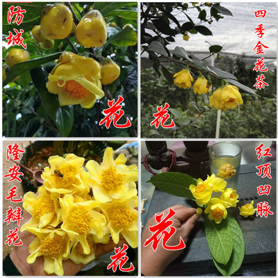 四季开花茶花金花茶阳台盆景盆栽