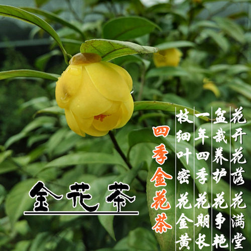 小叶四季金花茶苗树苗广西崇左大新四季开花小叶金茶花小树苗包邮 - 封面