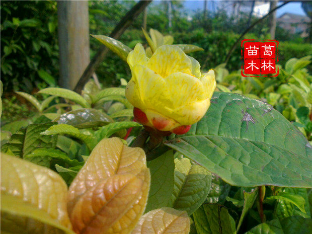 金茶花树苗名贵植物花卉办公室阳台盆栽越南红顶金花茶小树苗包邮