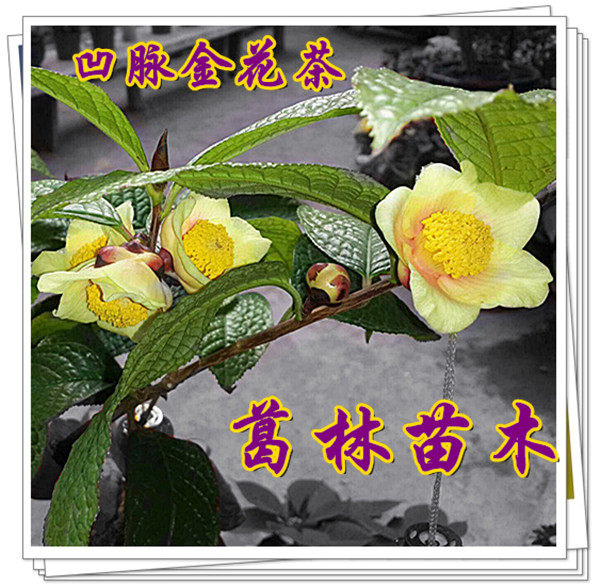 金花茶树苗广西防城凹显脉毛瓣小叶四季带花苞黄茶花盆景盆栽套餐