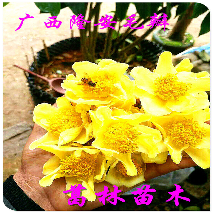 毛瓣金茶花小树苗越南毛瓣广西隆安毛瓣金花茶小树苗阳台盆栽包邮