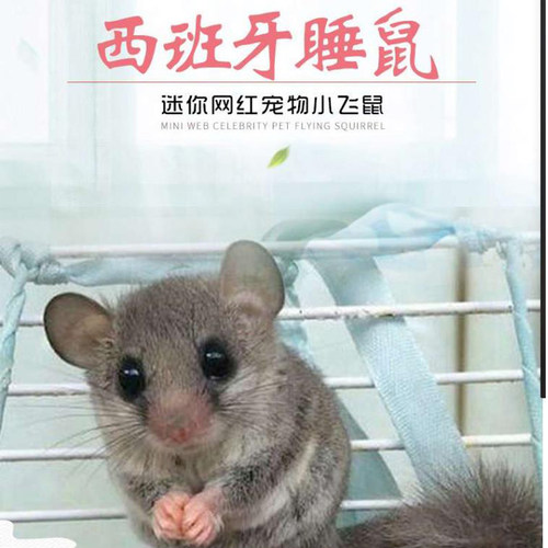 包活西班牙睡鼠活体幼崽拇指睡鼠小宠物微型龙猫学生宿舍好养宠物
