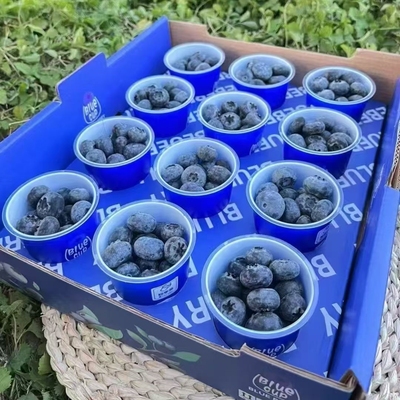 小懒杯轻奢蓝莓鲜果18+宝宝杯蓝莓纯甜云南花香蓝莓孕妇水果顺丰