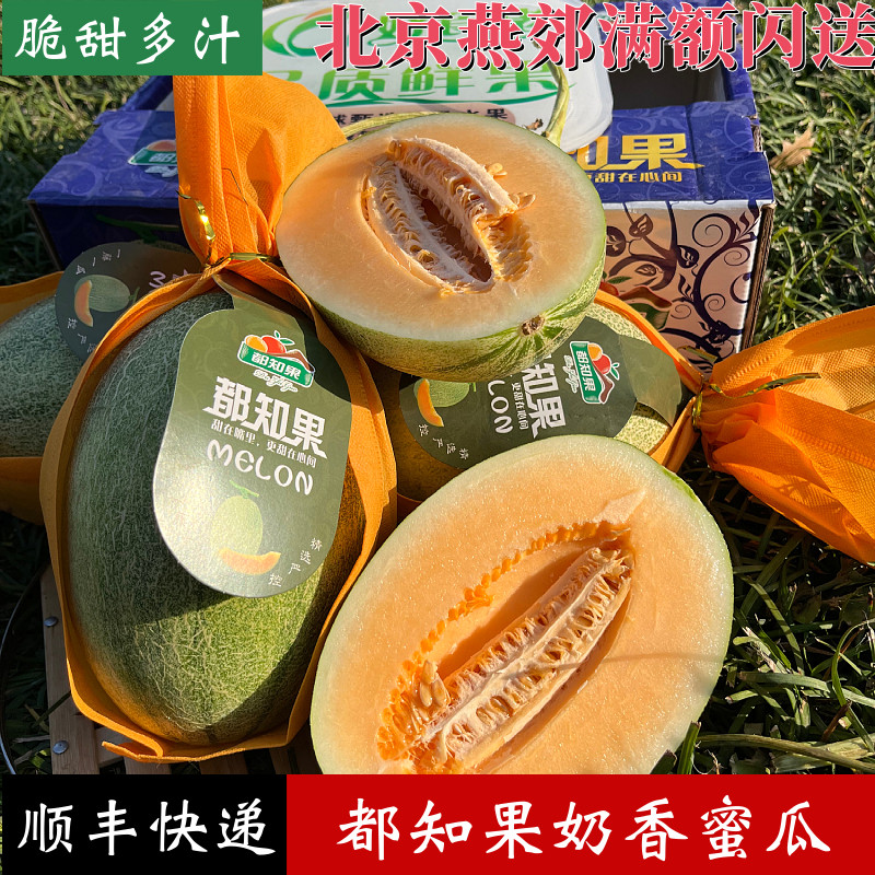 都知果海南哈密瓜大果 新鲜水果奶香蜜瓜西州蜜网纹瓜顺丰