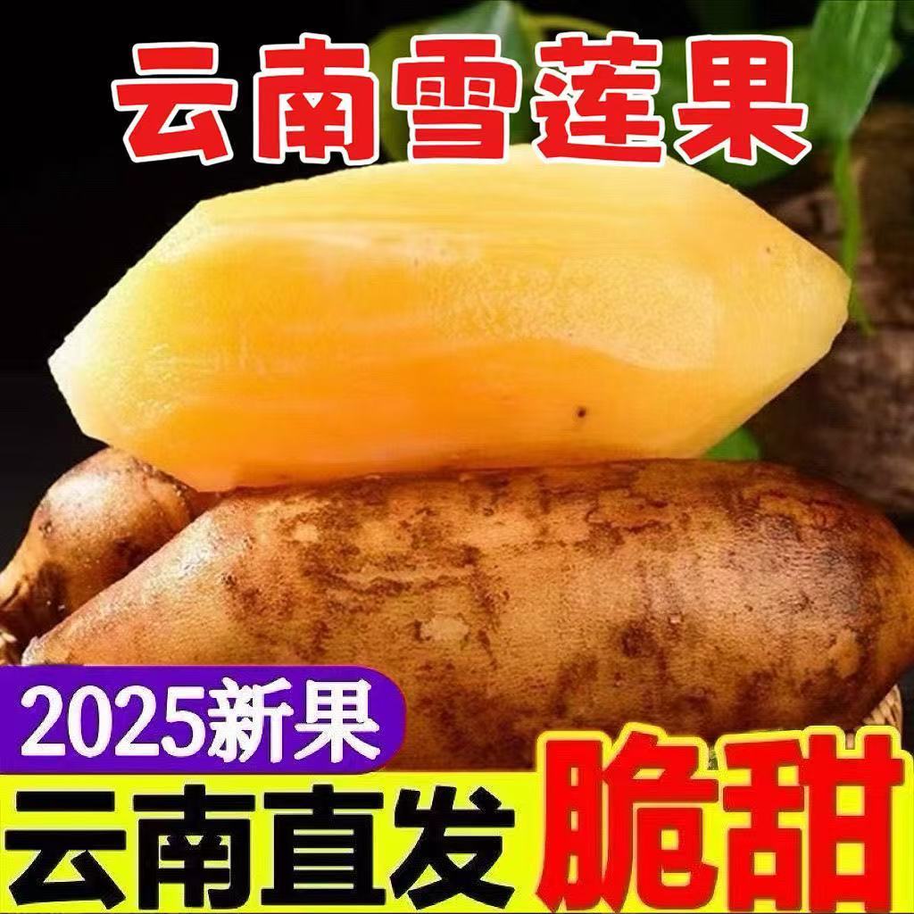 【脆甜】现挖正宗云南天山雪莲果黄心应季新鲜脆甜水果一整箱批发