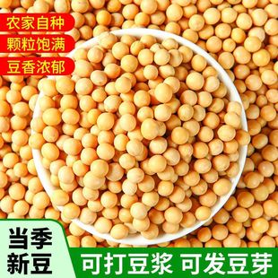 25年黄豆打豆浆专用农家自种发豆芽五谷杂粮干货整箱 新豆 当季
