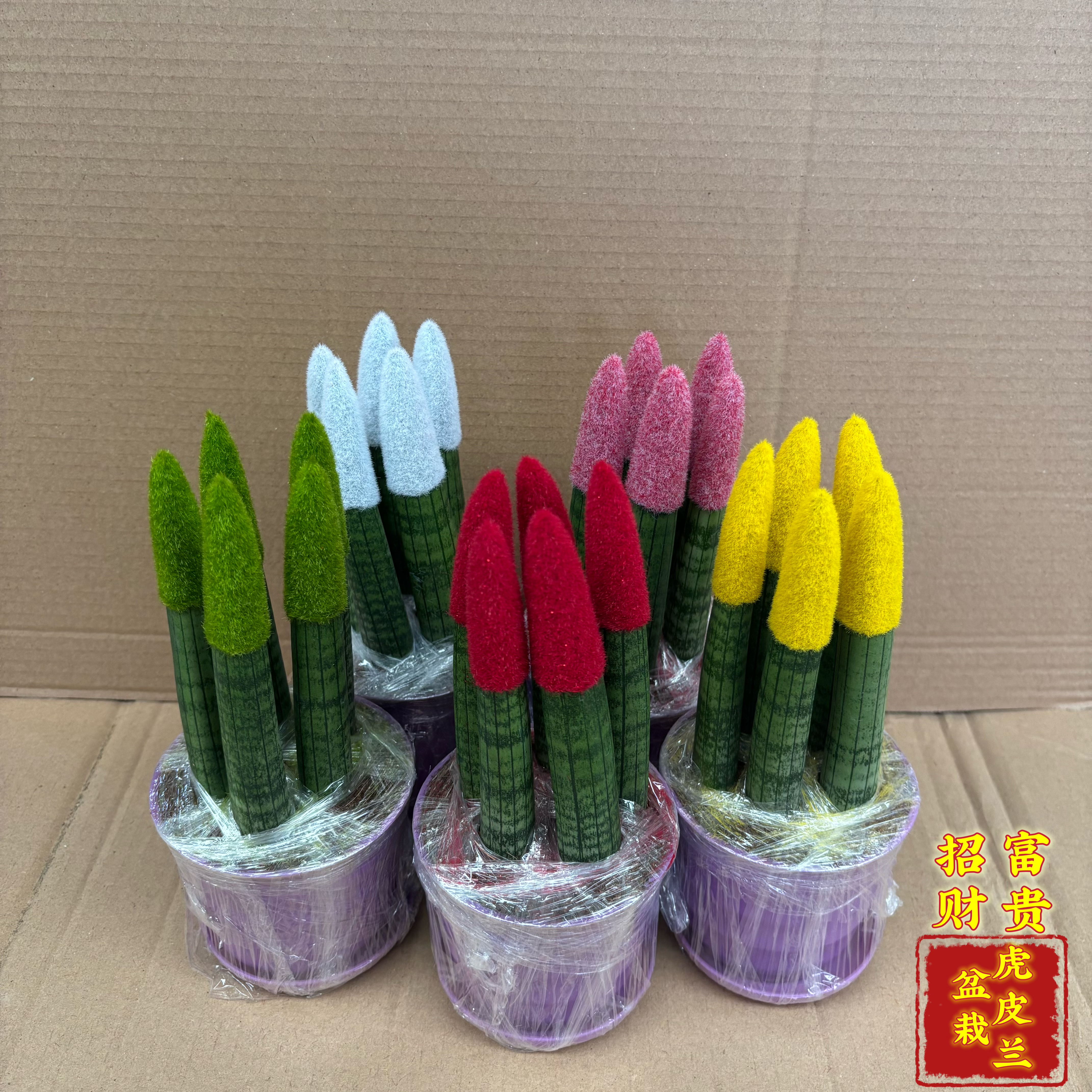 富贵盆栽棒叶虎皮兰稀有圆叶室内客厅办公室桌面四季观赏装饰植物