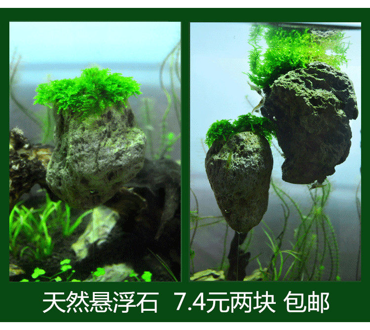 悬浮石鱼缸造景鱼缸石头阿凡达浮石天然莫斯水草悬空石 新手套餐