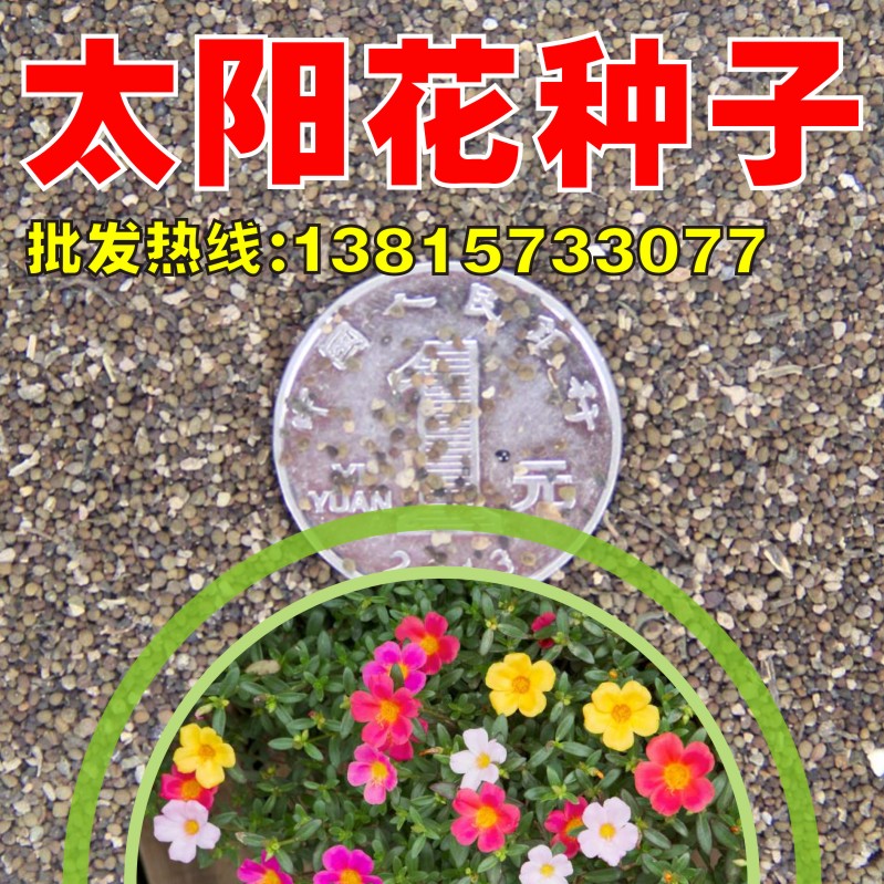 花卉太阳花种子重瓣七彩草死不了开花不断野花四季种易活盆栽